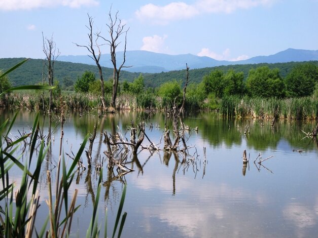 Košské mokrade sú ideálnym biotopom pre vodné vtáctvo